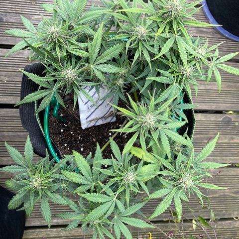 Auto Purple Kush growlog timeline photo