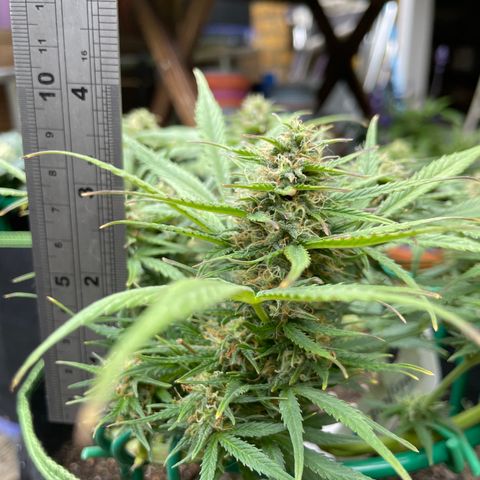 Auto Purple Kush growlog timeline photo