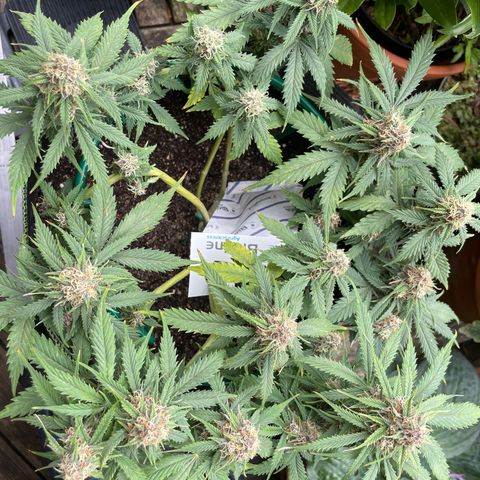Auto Critical Orange Punch growlog timeline photo