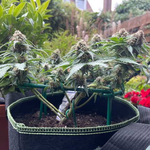 Auto Critical Orange Punch growlog timeline photo