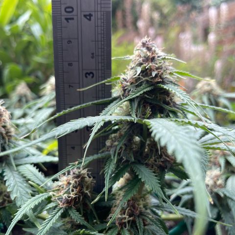 Auto Critical Orange Punch growlog timeline photo