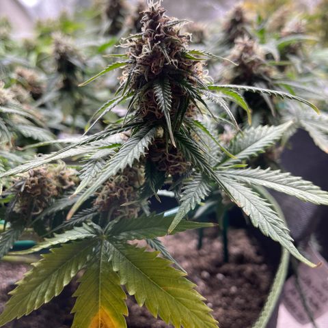 Auto Critical Orange Punch growlog timeline photo