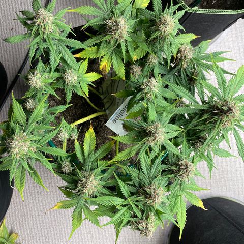 Auto Critical Orange Punch growlog timeline photo