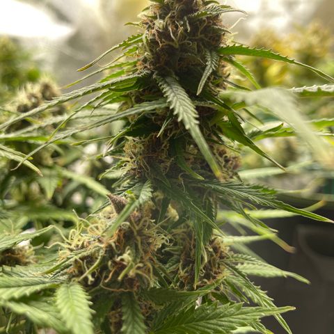 Auto Critical Orange Punch growlog timeline photo