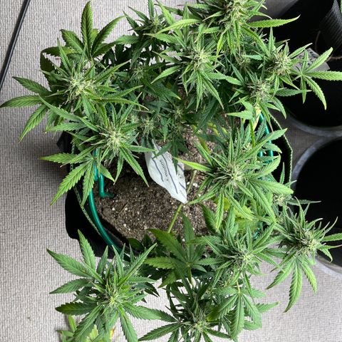 Auto Purple Kush growlog timeline photo