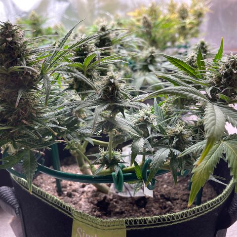 Auto Purple Kush growlog timeline photo