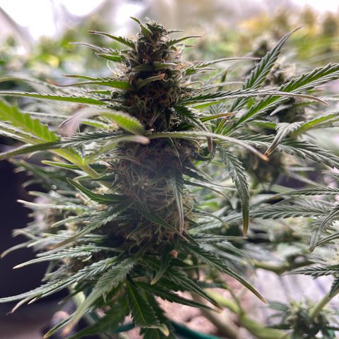 Auto Purple Kush growlog timeline photo
