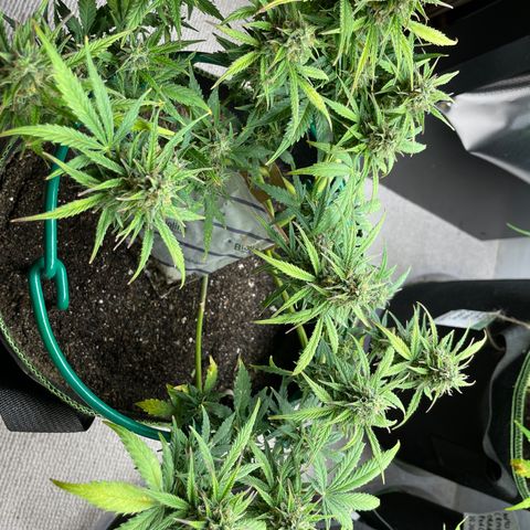 Auto Purple Kush growlog timeline photo