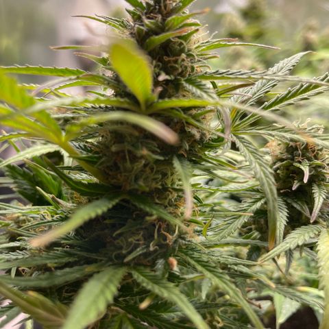 Auto Purple Kush growlog timeline photo