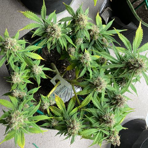 Auto Critical Orange Punch growlog timeline photo