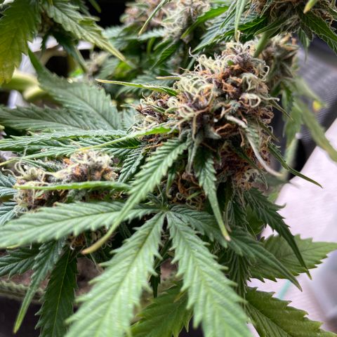 Auto Critical Orange Punch growlog timeline photo