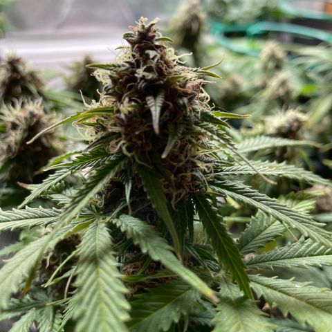Auto Critical Orange Punch growlog timeline photo