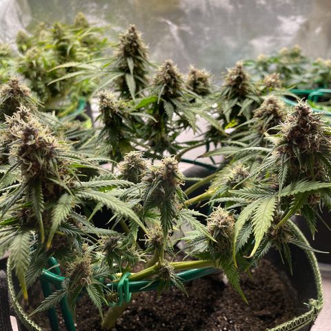 Auto Critical Orange Punch growlog timeline photo