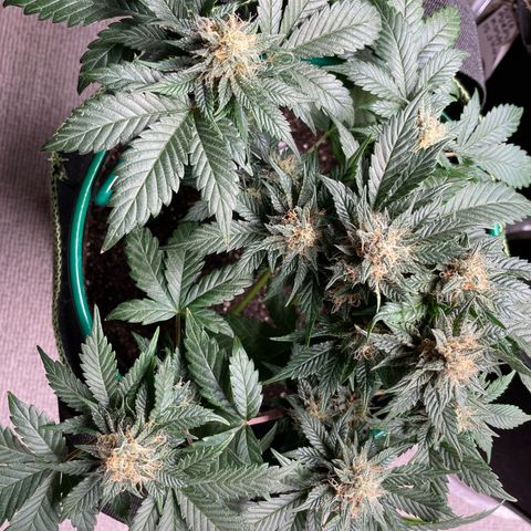 Creme de la Chem growlog timeline photo