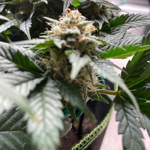 Creme de la Chem growlog timeline photo