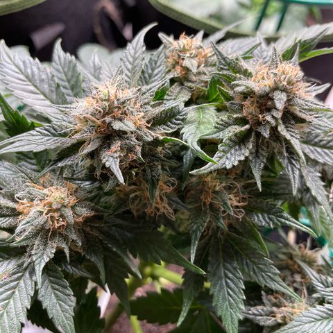 Creme de la Chem growlog timeline photo