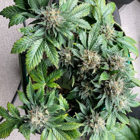 Creme de la Chem growlog timeline photo