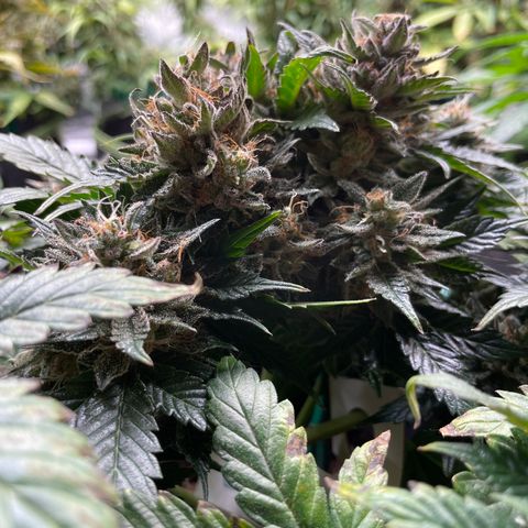 Creme de la Chem growlog timeline photo