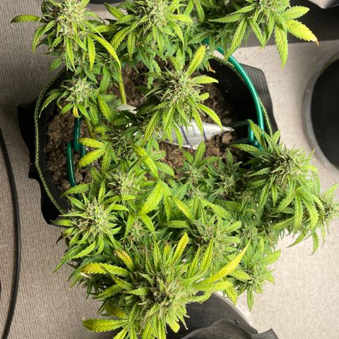 Auto Purple Kush growlog timeline photo