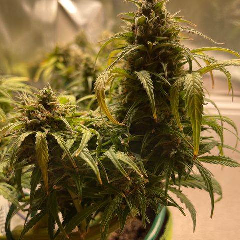 Auto Purple Kush growlog timeline photo