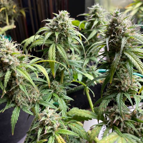 Auto Purple Kush growlog timeline photo