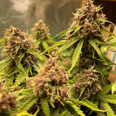 Auto Critical Orange Punch growlog timeline photo