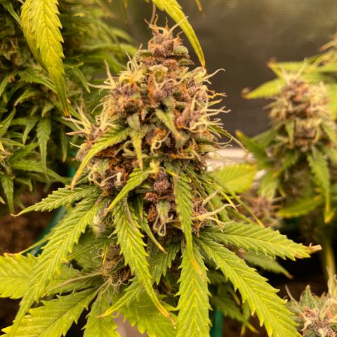 Auto Critical Orange Punch growlog timeline photo