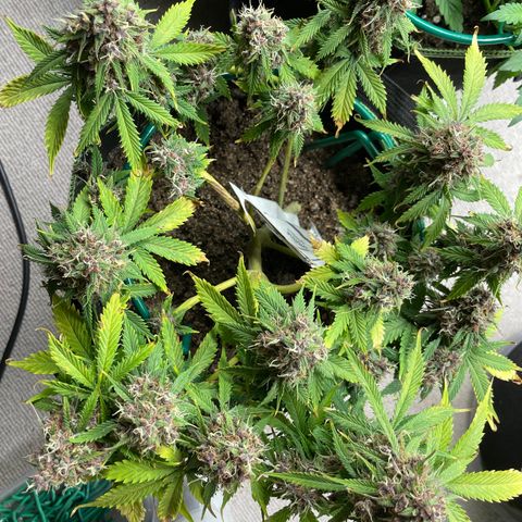 Auto Critical Orange Punch growlog timeline photo
