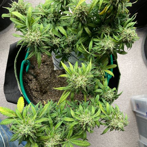 Auto Purple Kush growlog timeline photo