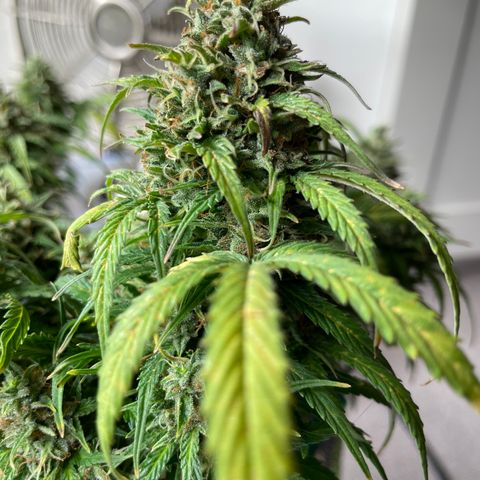 Auto Purple Kush growlog timeline photo