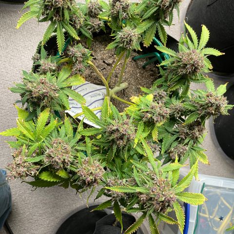 Auto Critical Orange Punch growlog timeline photo