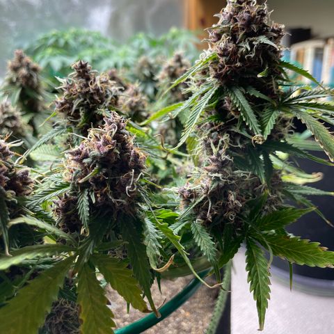 Auto Critical Orange Punch growlog timeline photo