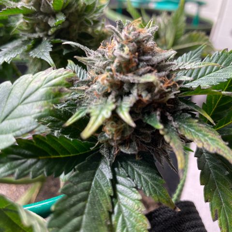 Creme de la Chem growlog timeline photo