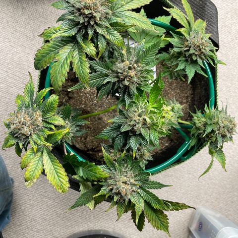 Creme de la Chem growlog timeline photo