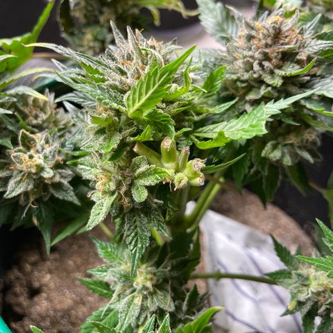 Creme de la Chem growlog timeline photo