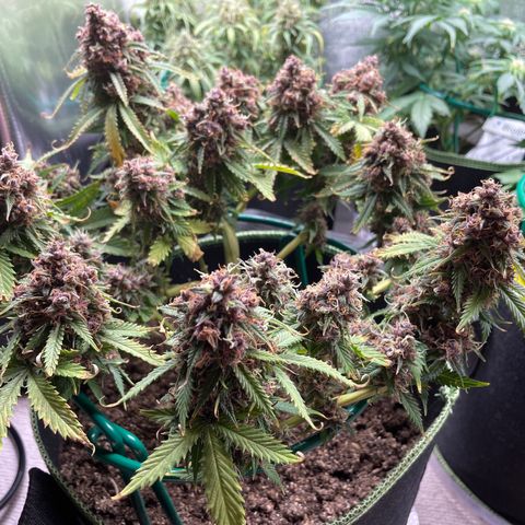 Auto Critical Orange Punch growlog timeline photo