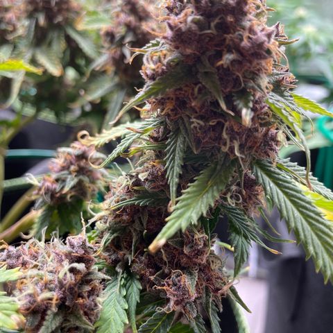 Auto Critical Orange Punch growlog timeline photo