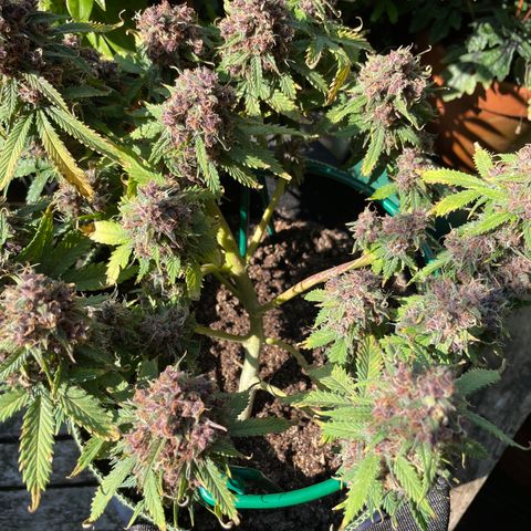 Auto Critical Orange Punch growlog timeline photo