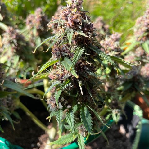 Auto Critical Orange Punch growlog timeline photo