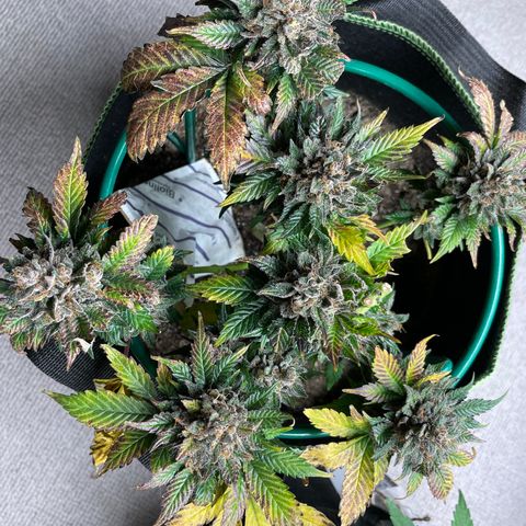 Creme de la Chem growlog timeline photo