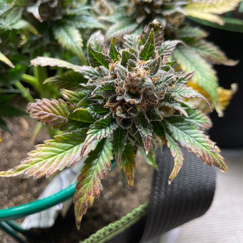 Creme de la Chem growlog timeline photo