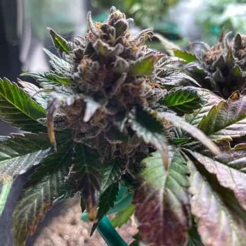 Creme de la Chem growlog timeline photo