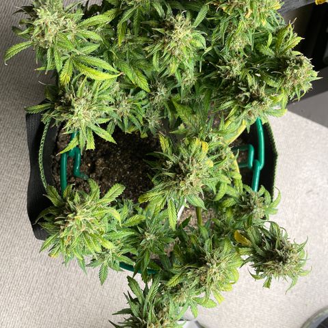 Auto Purple Kush growlog timeline photo