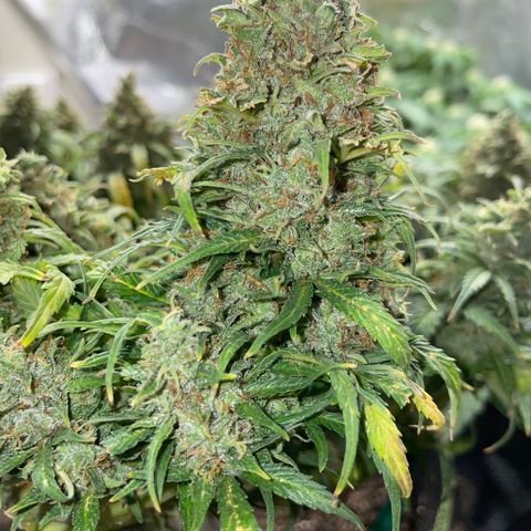 Auto Purple Kush growlog timeline photo
