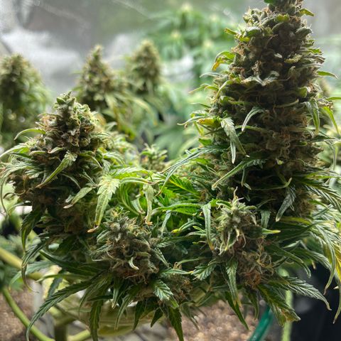 Auto Purple Kush growlog timeline photo