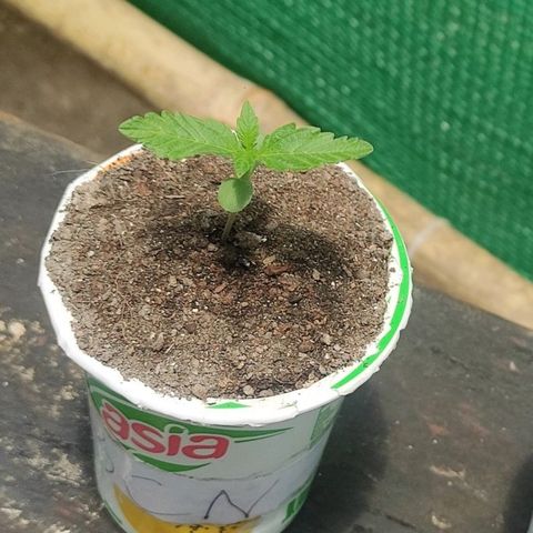 BCN Critical XXL growlog timeline photo