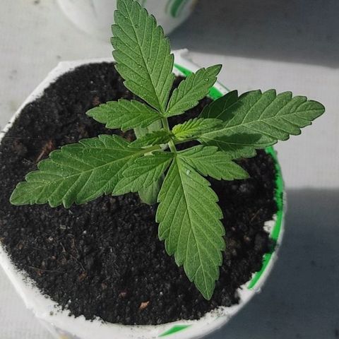 BCN Critical XXL growlog timeline photo