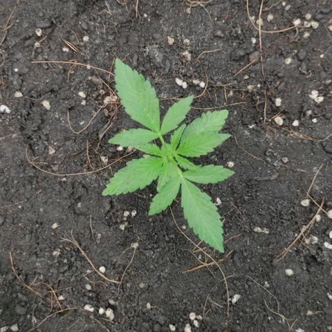 BCN Critical XXL growlog timeline photo
