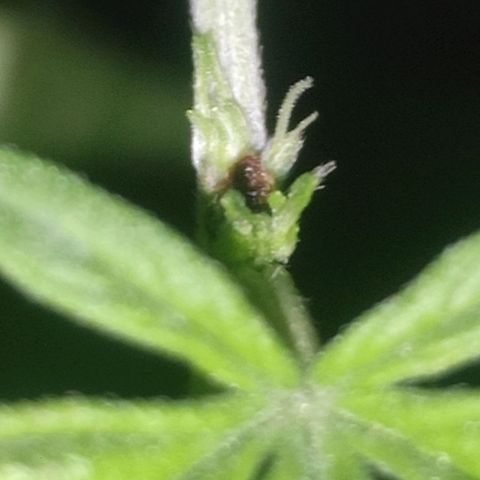 BCN Critical XXL growlog photo: Topping