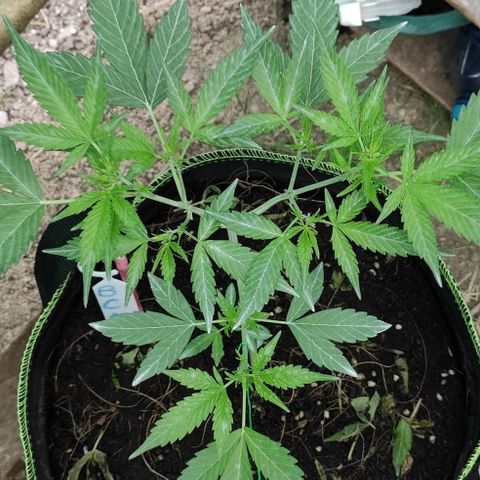 BCN Critical XXL growlog timeline photo